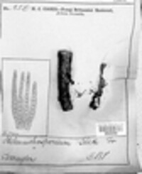 Exosporium tiliae image